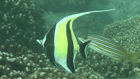 icamefromtheocean giphyupload mexico ocean fish GIF