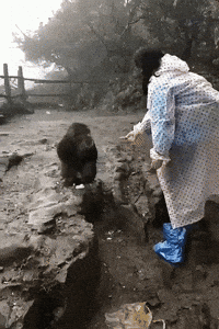 monkey do not want GIF