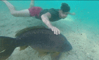 Passion4carp carpfishing p4c passion4carp GIF