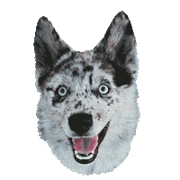 Dance Dog Sticker by Skrillex