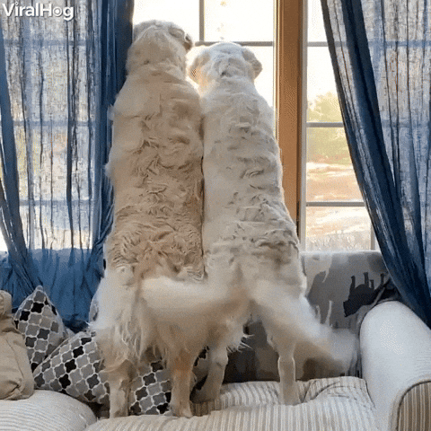 Video gif. Two white dogs stand on their hind legs from a couch to peer out of a window, their tails wagging side to side in unison.

inFlux English School: O universo dos cachorros em inglês