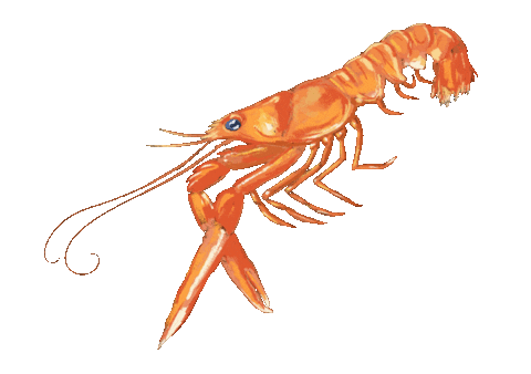 Wedding Shrimp Sticker by Bianca Bosso