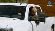 Car Driver GIF by MolaTV
