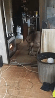 Kangaroo Returns to Former Carer's Home to Warm Itself in Front of Fire