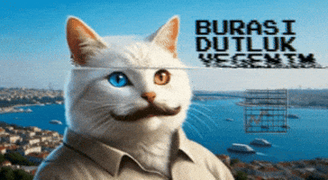 Cat Crypto GIF by vankedisi