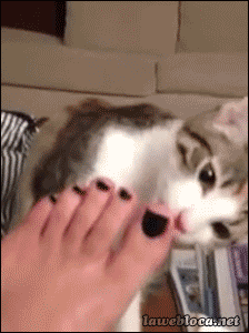 Cat Smelling GIF