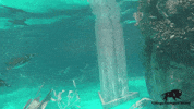 BrookfieldZoo penguin fast swimming swim GIF