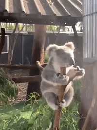 Adorable Rescued Koala Released Back Into the Wild
