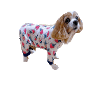 Happy Cavalierkingcharlesspaniel Sticker