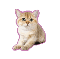 British Shorthair Cat Sticker