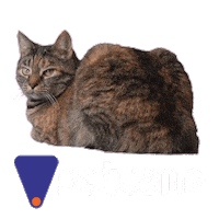 Petcamp gato cachorro petcamp pet camp Sticker
