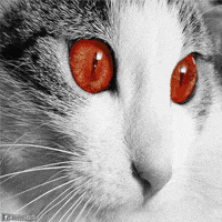 cat loop GIF by Psyklon