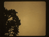 falenabalena flowers bee italian ape GIF