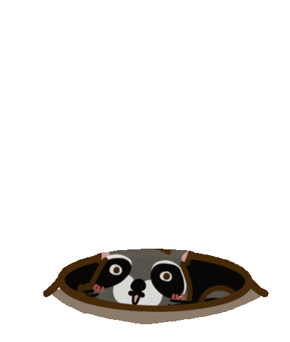 Good Morning Raccoon Sticker by yomoyeah