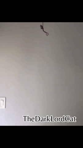 Sphynx Cat GIF by Still Not A Hippie