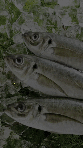 GIF by Preuniversitario Cpech