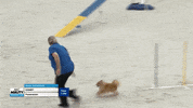 Espn Dogs GIF by American Kennel Club