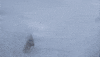 ski trick GIF by The Telegraph