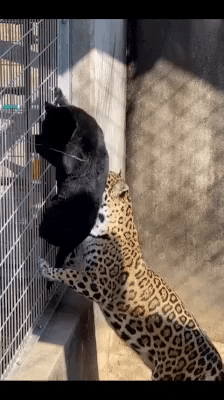 cuteanimalland giphyupload GIF