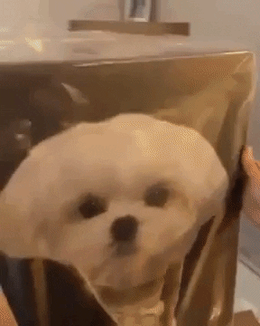 teodor0708 giphygifmaker GIF