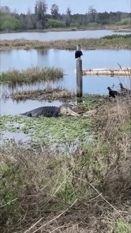Alligator Snatches Dead Turtle From Vultures 