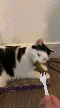 melon_n_finn cat gross disgusting eww GIF