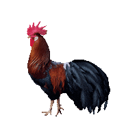 roberthck chicken farm rooster chickens Sticker