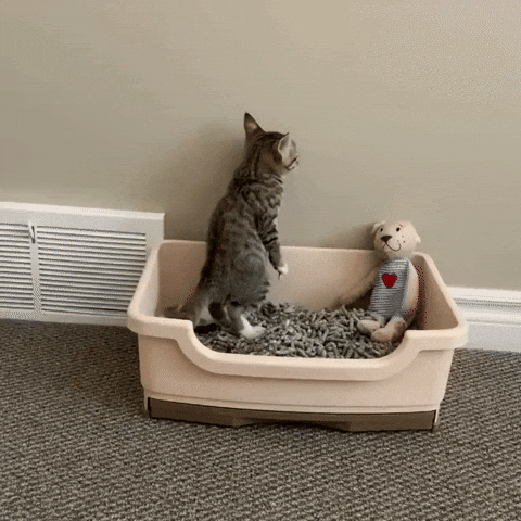 cuteanimalland giphyupload GIF