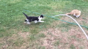Excited Cat Loves Chasing Hose Water Around Garden