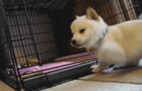 cute puppy GIF