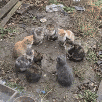 Twinning Locked In GIF
