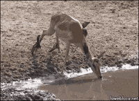Attack Crocodile GIF