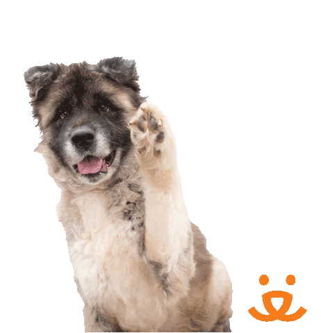 Whats Up Hello Sticker by Best Friends Animal Society