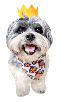 Swipe Up Shih Tzu Sticker