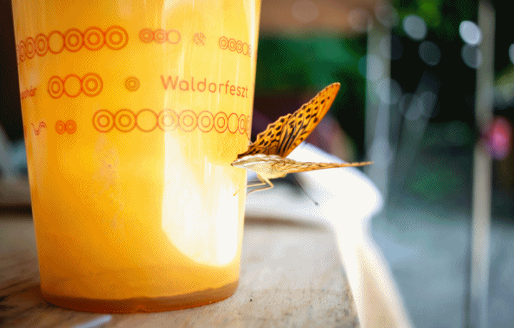 waldorfeszt GIF by mezitlab