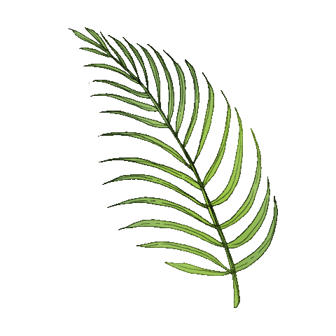 Joies_store giphyupload leaf palm tropic Sticker