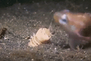 monster GIF