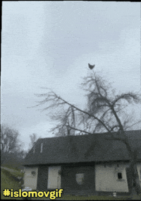 Chicken Tree GIF