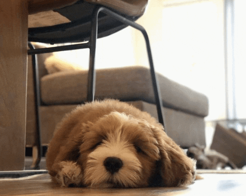 Tired Dog GIF