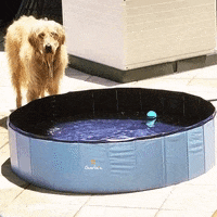 Dogpool GIF by charlies.pet