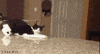 cat fail GIF