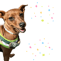 Happy Miniature Pinscher Sticker