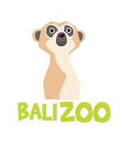 Lion King Wildlife Sticker by Bali Zoo