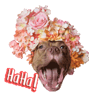 Happy Pit Bull Sticker by Sophie Gamand