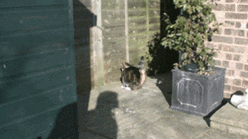 slow motion cat GIF by HuffPost