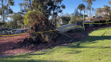Strong Winds Topple Trees and Prompt Park Closures in San Diego