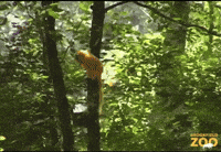 Swinging See You Later GIF by Brookfield Zoo