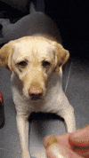 Yellow Lab GIF by Rover.com