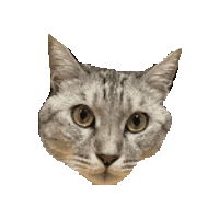 otanicat cat cats otanicat Sticker