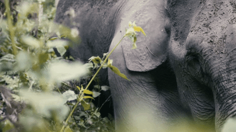 GIF by Planet Vegan